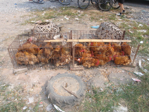 Chickens for sale.